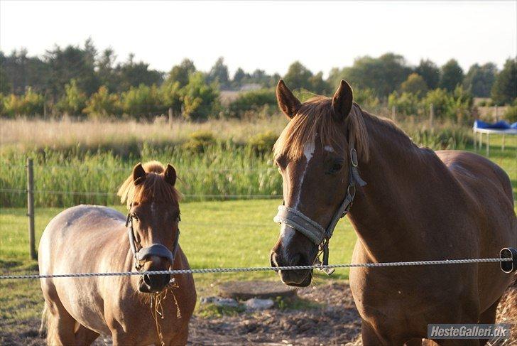 Irsk Sportspony Airforce One solgt  billede 12