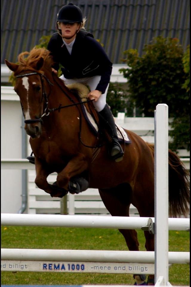 Irsk Sportspony Airforce One solgt  billede 13