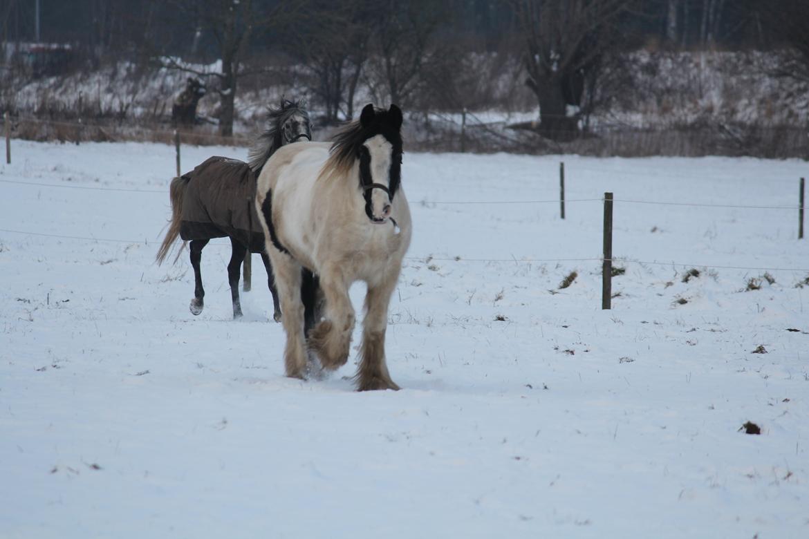 Irish Cob Django - Django kommer løbende når jeg kalder :) Lundby efterskole 12/13
Januar 2013 billede 3