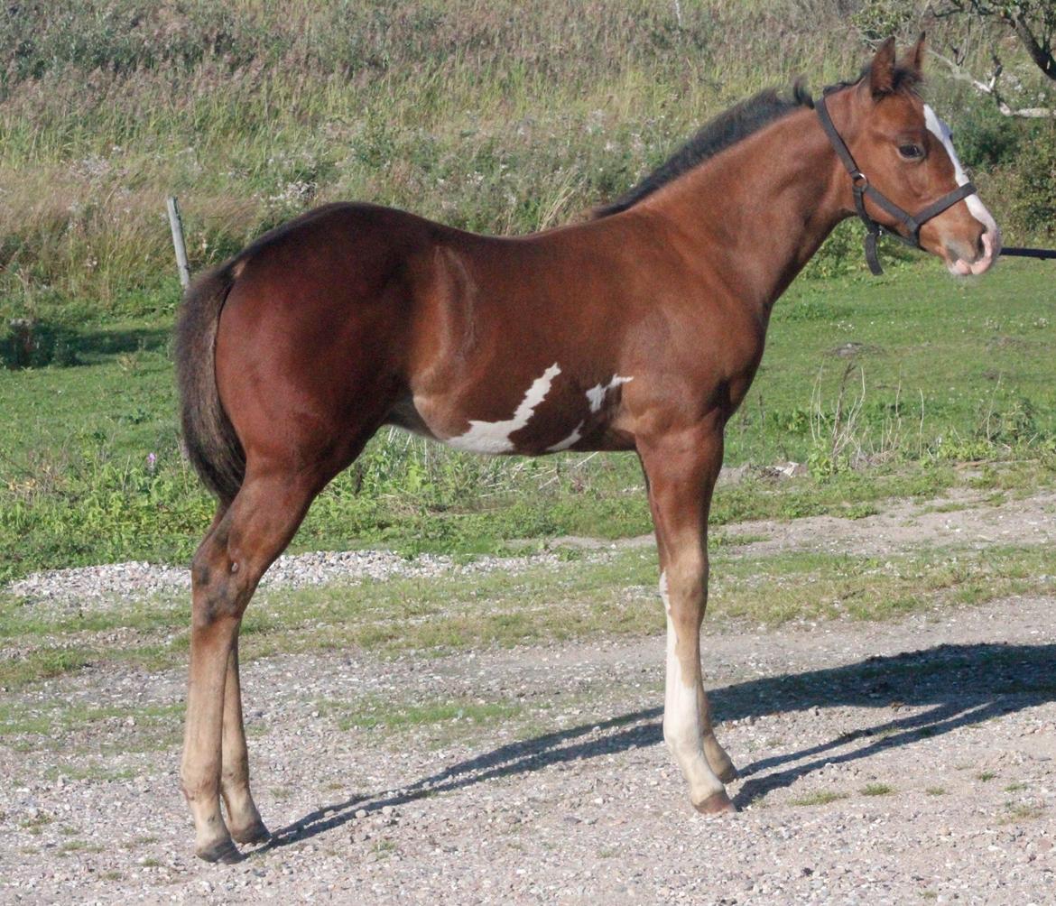 Paint HINTCOLONELJUSTINTIME - Jeg kan godt stå stille mens du tager foto af mine pletter :-) billede 1