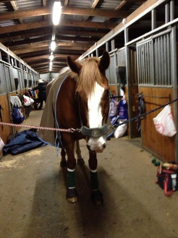 Engelsk Varmblod Edward - Klar til at ride på bassen :-) <3 billede 18