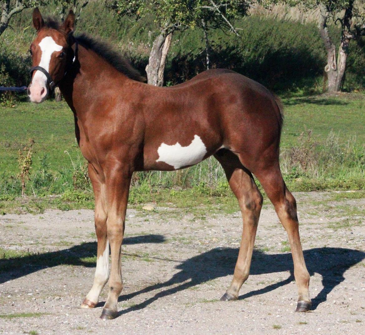 Paint HINTCOLONELJUSTINTIME - Okay, skal du også ha foto af den anden side???? billede 2