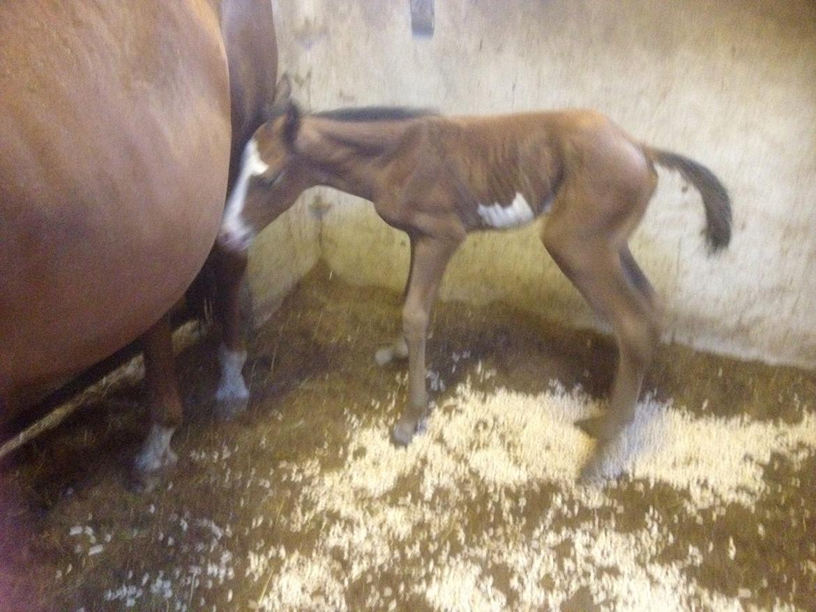 Paint HINTCOLONELJUSTINTIME - Justin 3 timer gammel billede 3