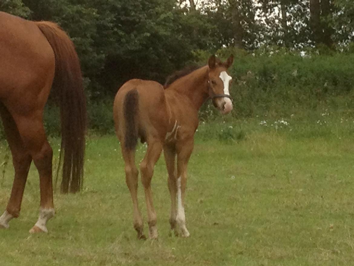 Paint HINTCOLONELJUSTINTIME - Hygge med mor billede 5