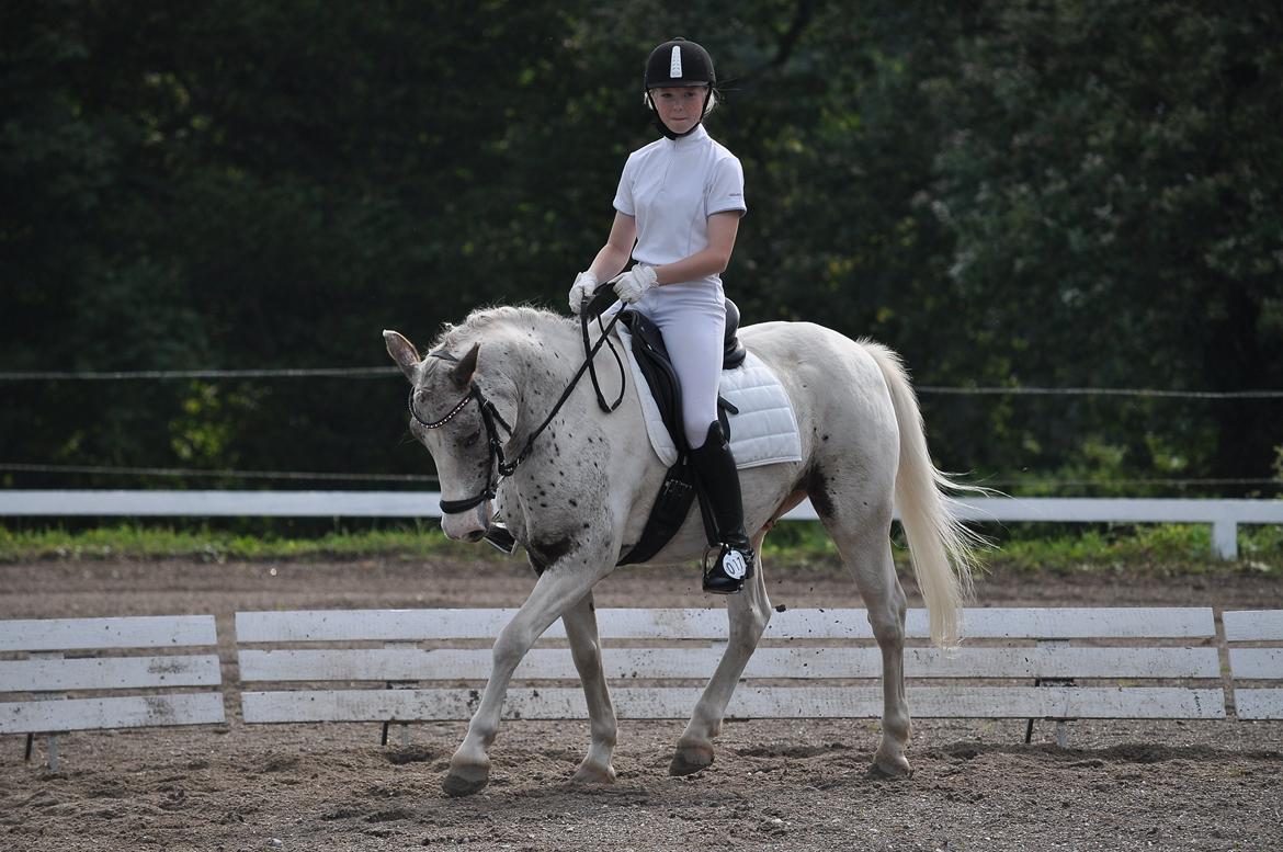 Anden særlig race Hot'n Tot A-PONY billede 2