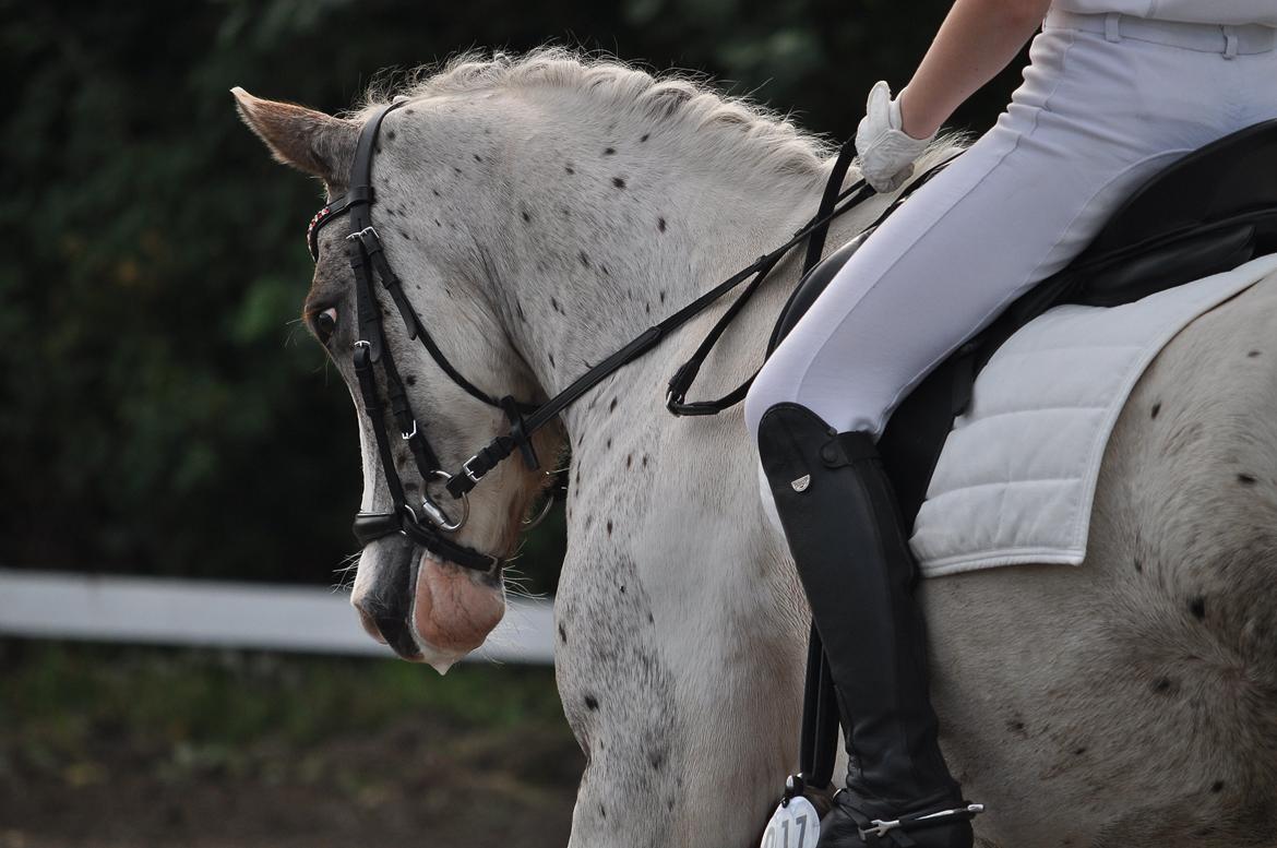 Anden særlig race Hot'n Tot A-PONY billede 3