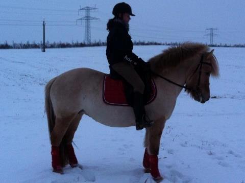 Fjordhest Jættegårdens Bella billede 8