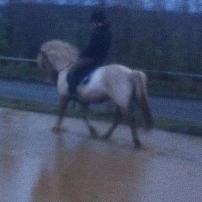 Fjordhest Jættegårdens Bella billede 9