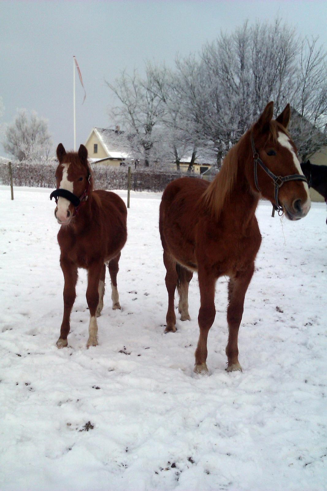 Frederiksborg - Prinsesse Tut (Musse) - Tut og hendes "storebror" Bob :) 
17/1-13 billede 6