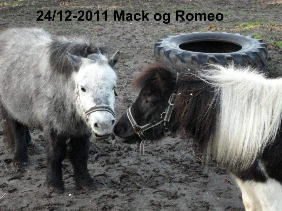 Shetlænder mac <3 - romeo og mac igen <3 billede 3