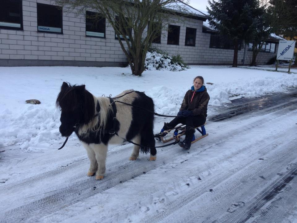Shetlænder mac <3 - mig og mac der er ude og kælke :D <3 billede 8