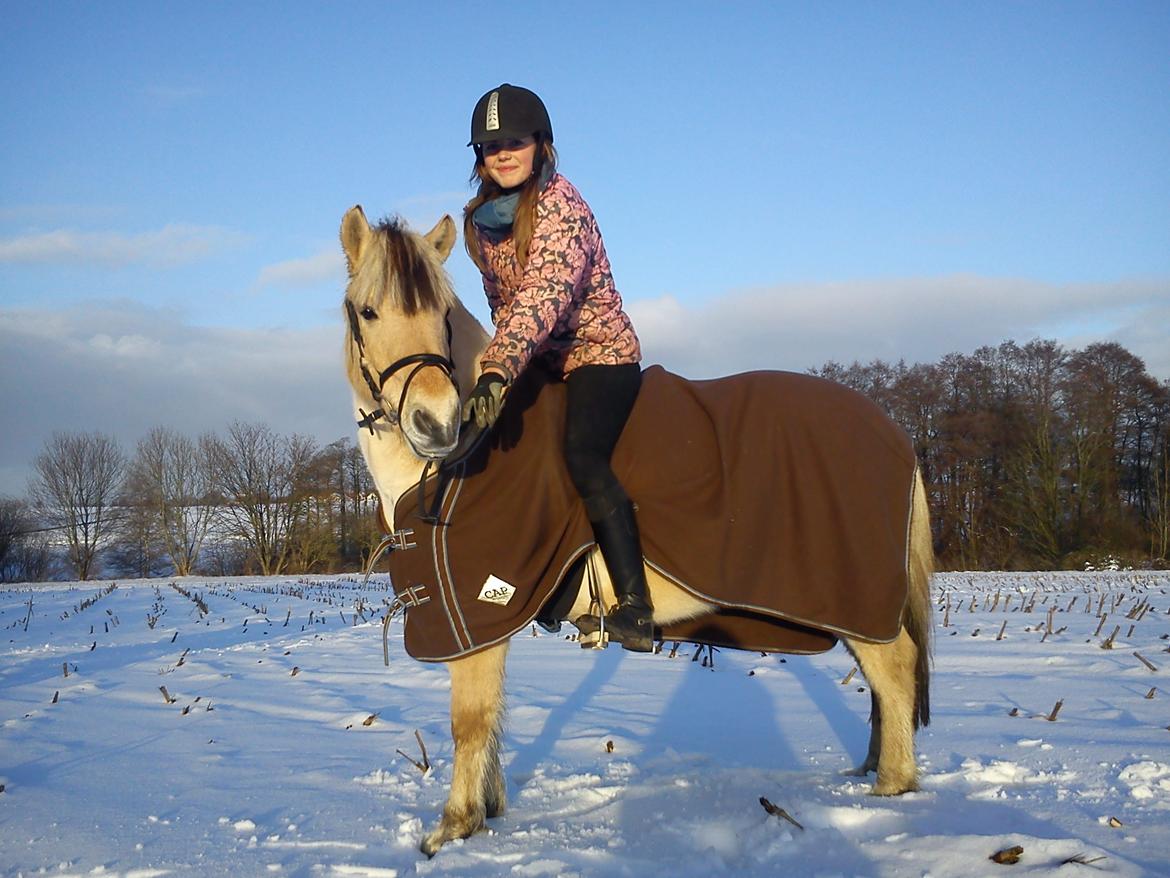 Fjordhest Manzé <3 Himmelhest dec 2017 <3 billede 1