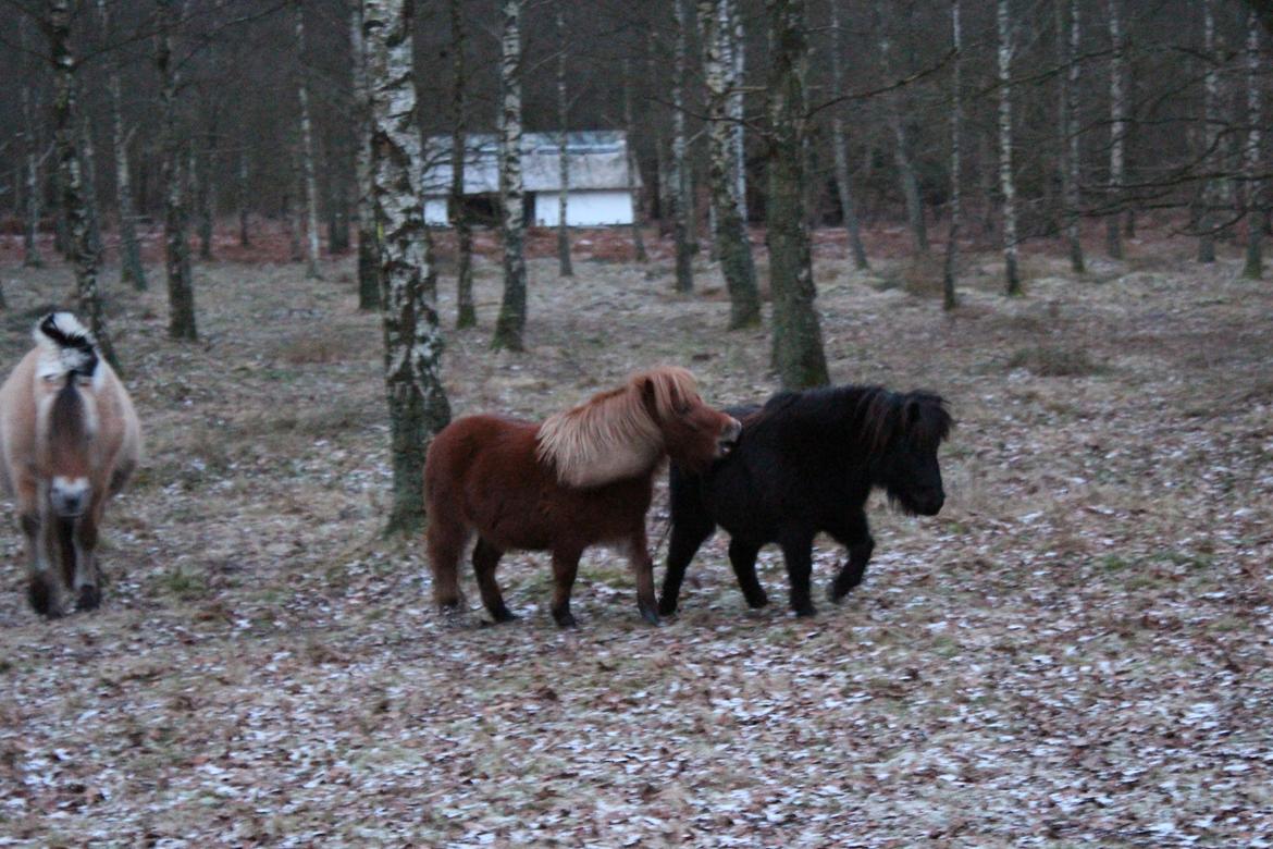 Shetlænder Andrea billede 9
