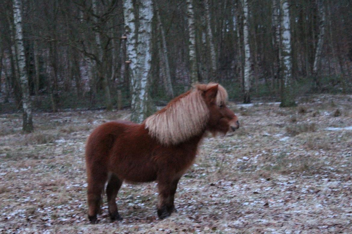 Shetlænder Andrea billede 11