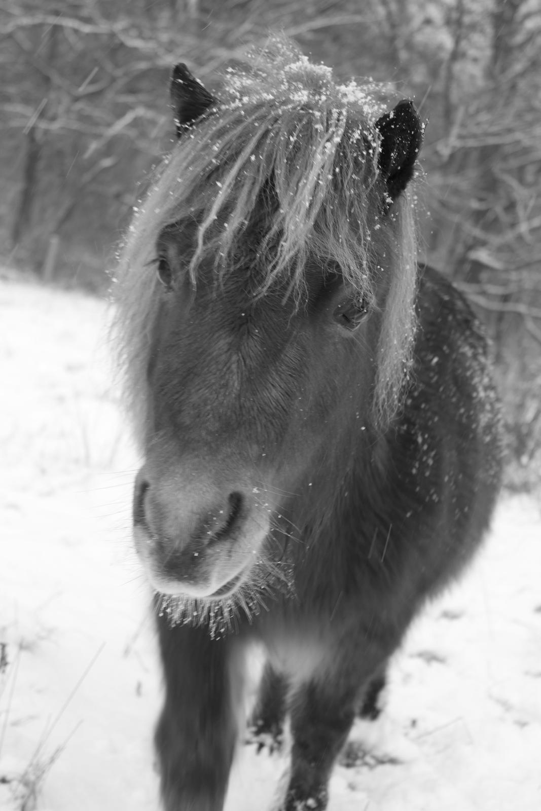 Shetlænder Andrea billede 13