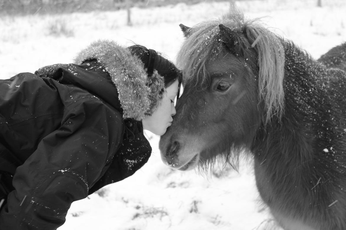 Shetlænder Andrea billede 15