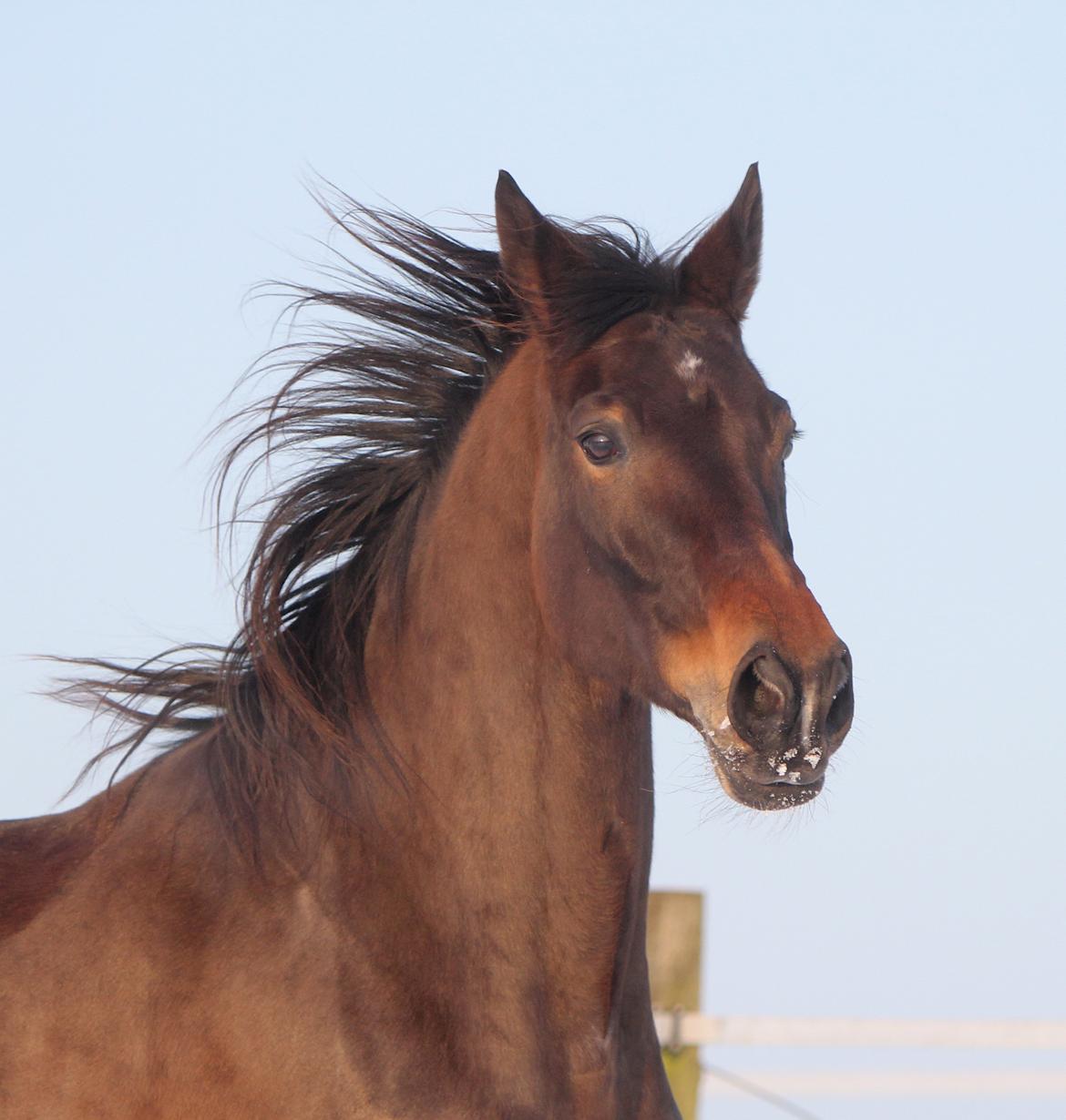 Trakehner Roxette - Jan 13 billede 5