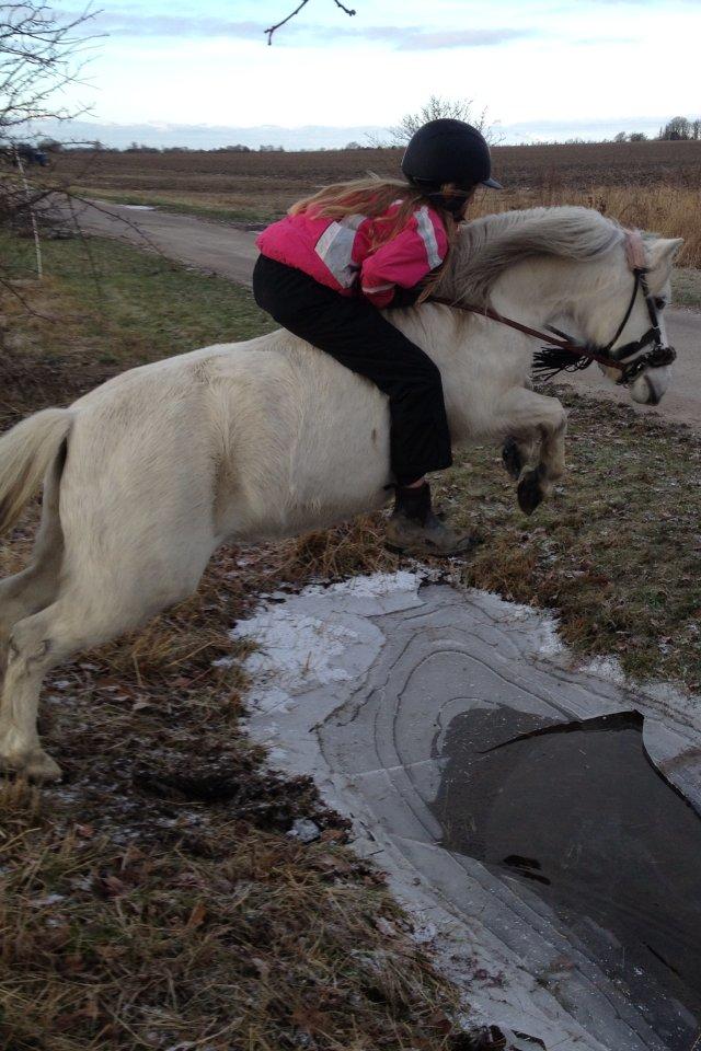 Welsh Mountain (sec A) Coco Zeylex (Spring-ponyen<3) Mit et & alt <3 - Vinteren 2013:) billede 12