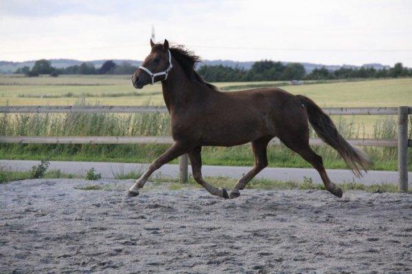 New Forest Elmholts Rekord billede 15