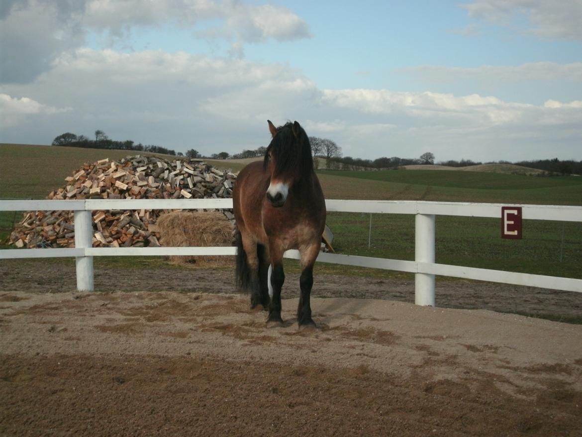 Nordsvensk Skovhest Bellotino - Velkommen til Bellotinos profil :-) billede 1