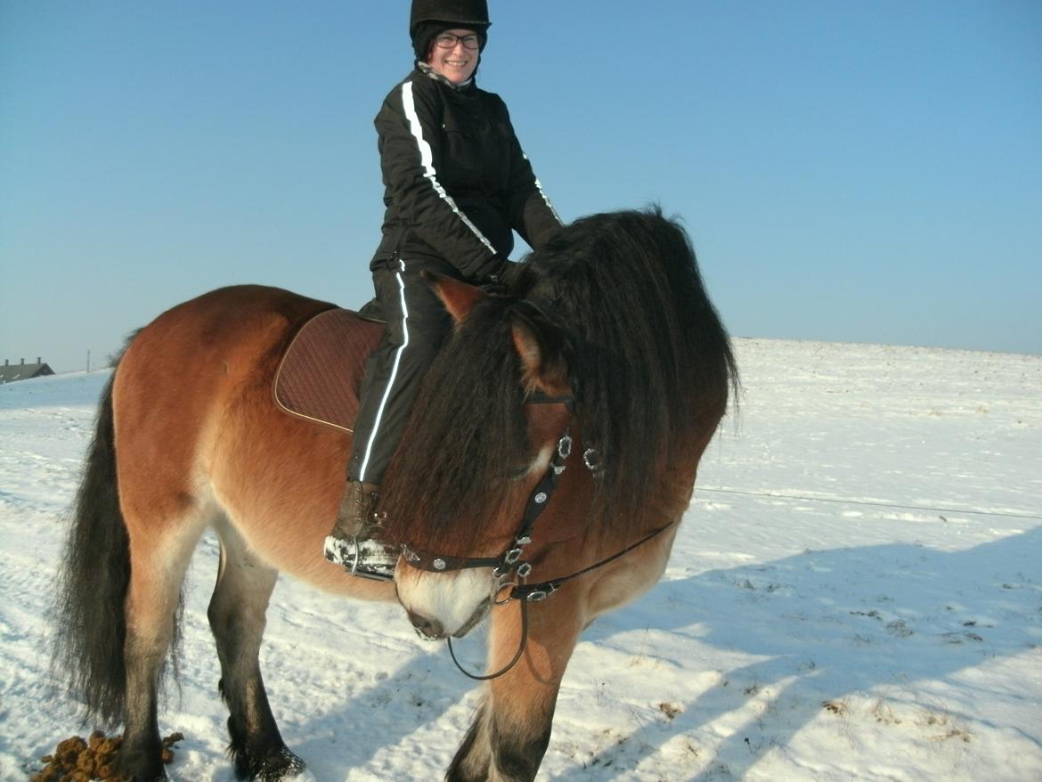 Nordsvensk Skovhest Bellotino billede 8