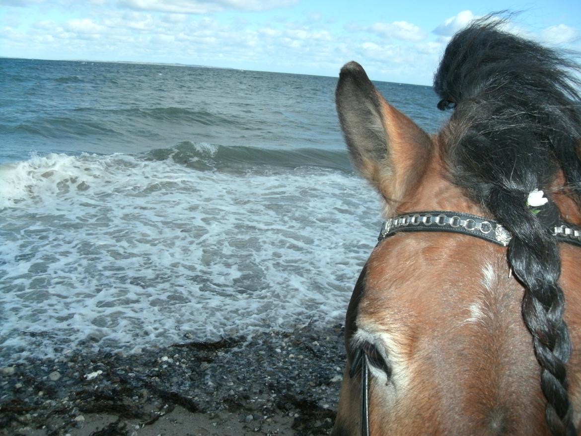 Nordsvensk Skovhest Bellotino billede 9