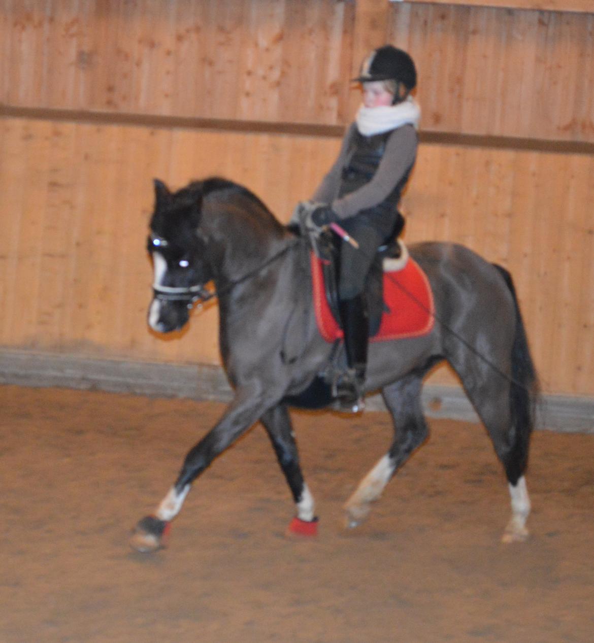 Welsh Pony af Cob-type (sec C) Hestemøllegårds Batman *A-PONY* - Undervisning hos John Hvalsøe Saul. billede 4