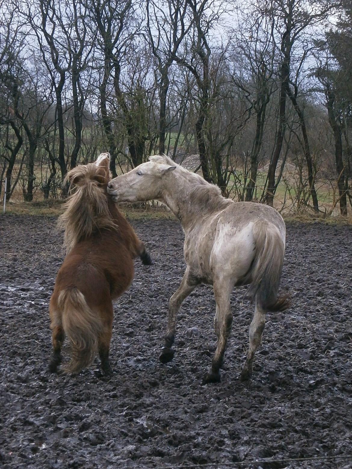 Knabstrupper Makur :-)(solgt) billede 7