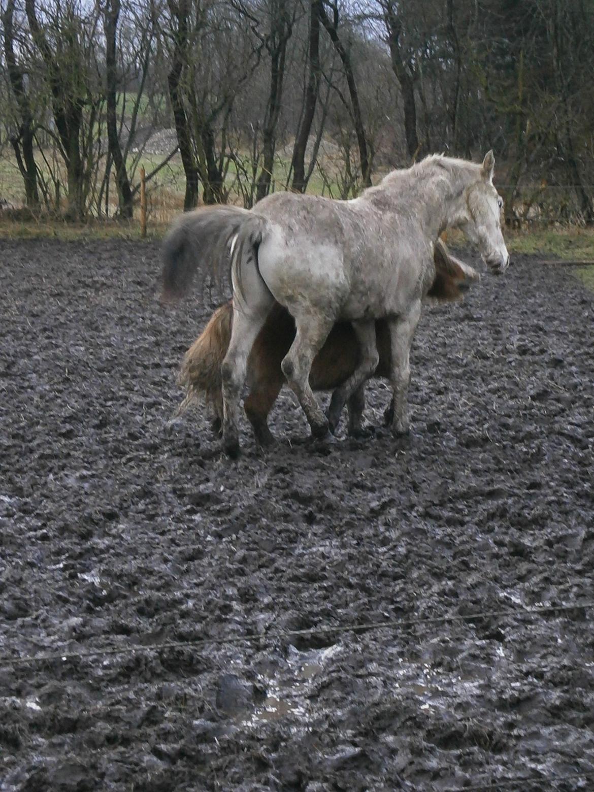 Knabstrupper Makur :-)(solgt) billede 14
