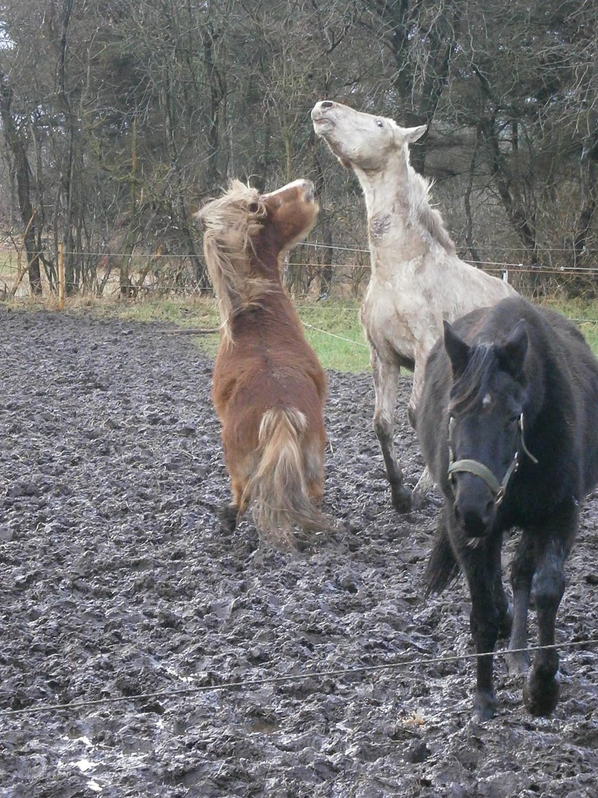 Knabstrupper Makur :-)(solgt) billede 15