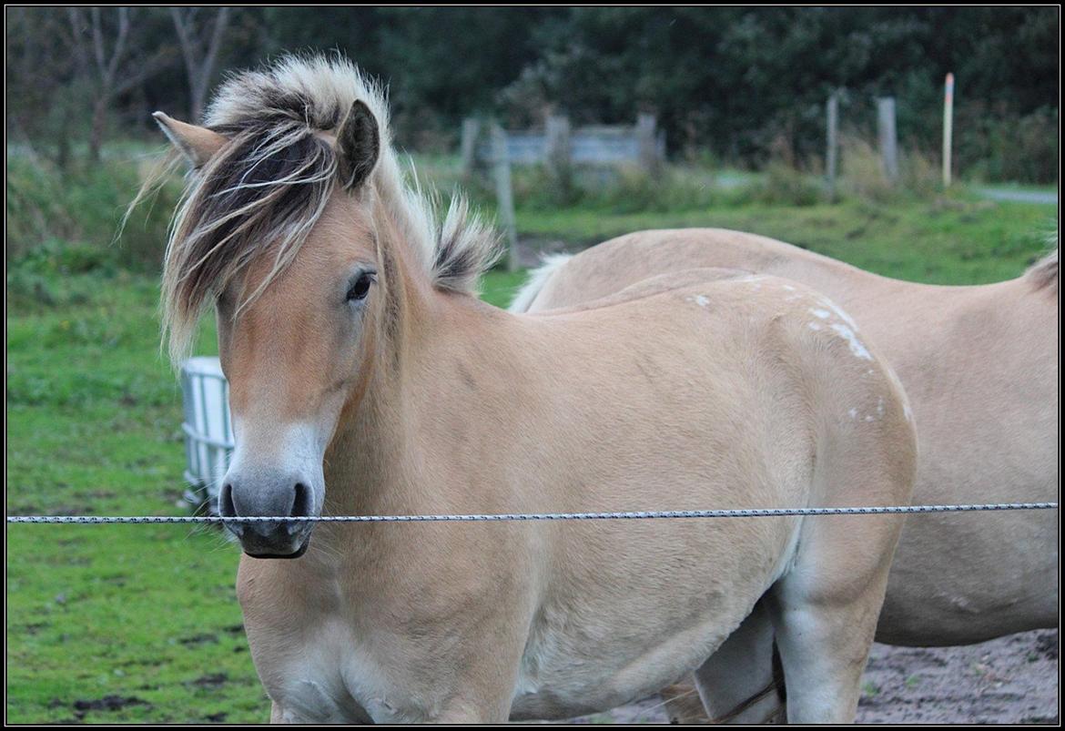 Anden særlig race Dunkans Galina billede 20