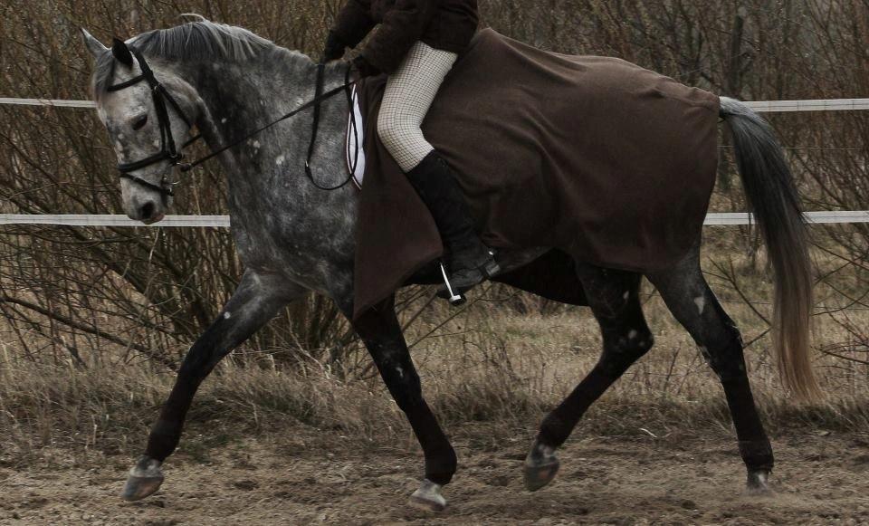 Anglo Araber (AA) Miss Moneypenny billede 1