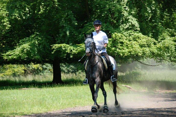 Anglo Araber (AA) Miss Moneypenny billede 2