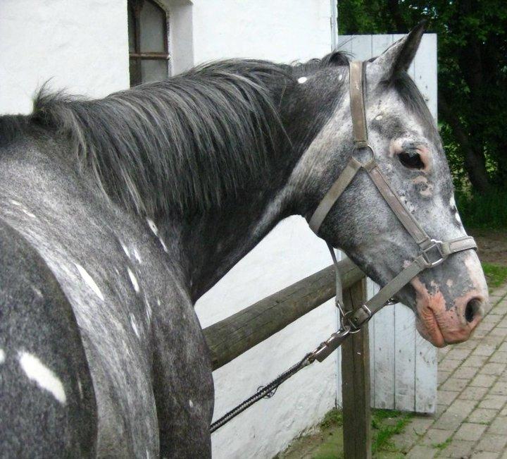Anglo Araber (AA) Miss Moneypenny billede 11