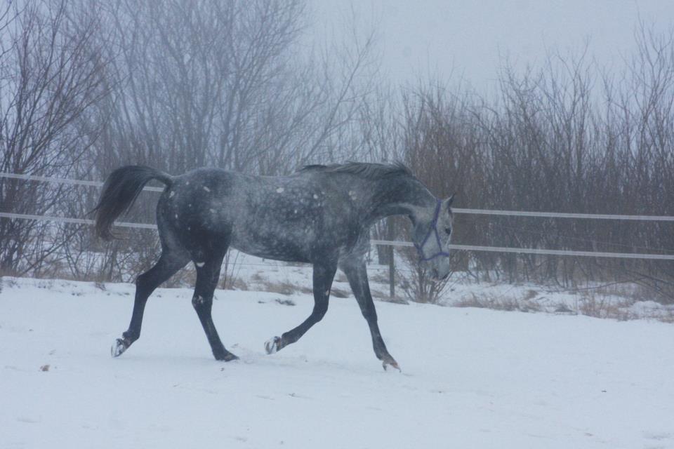 Anglo Araber (AA) Miss Moneypenny billede 13