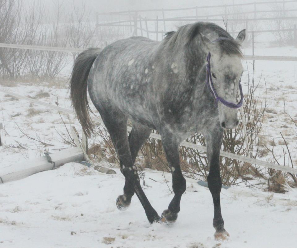 Anglo Araber (AA) Miss Moneypenny billede 14