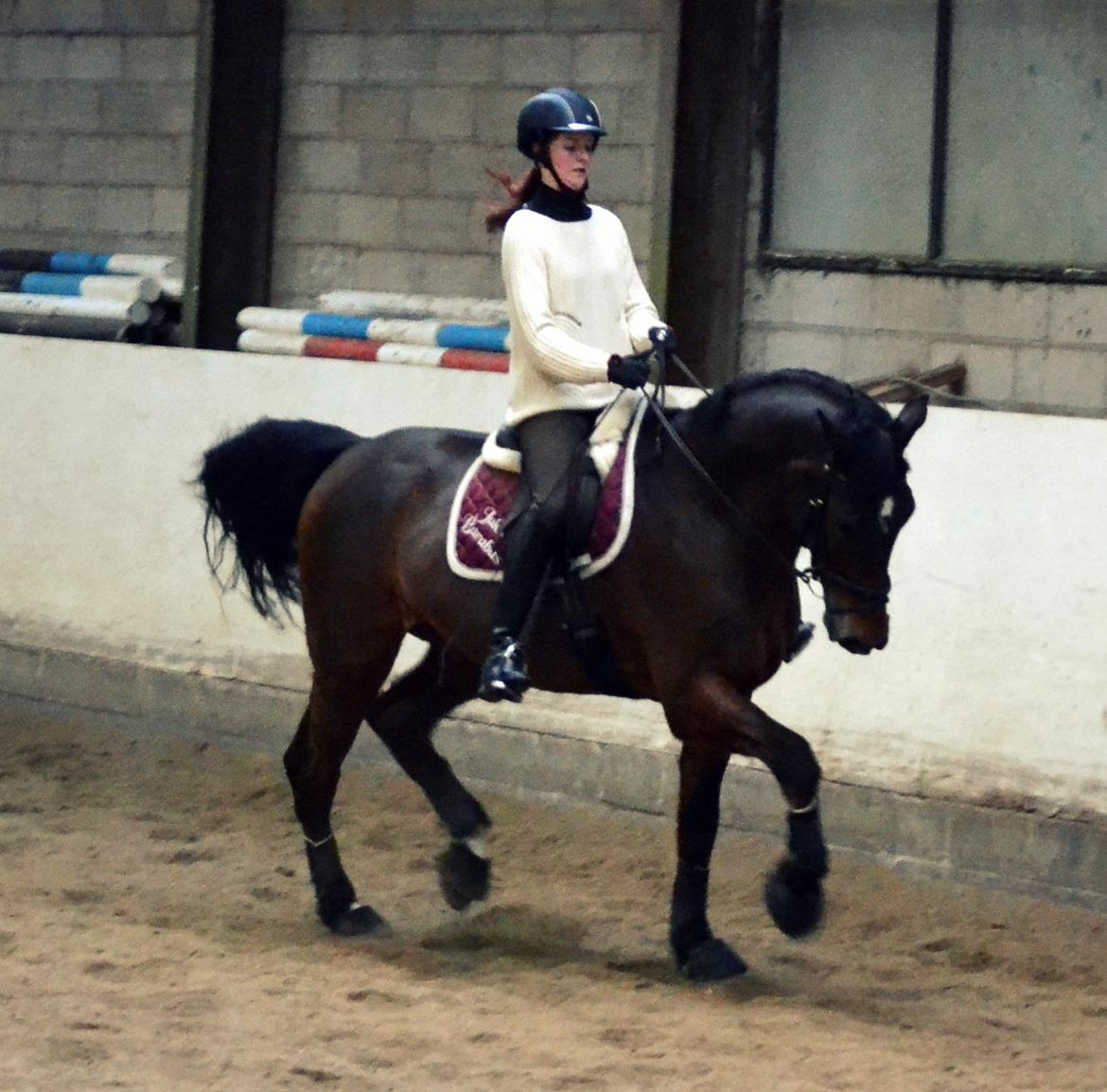 Dansk Varmblod Jako's Barabas - Januar 2013 billede 10