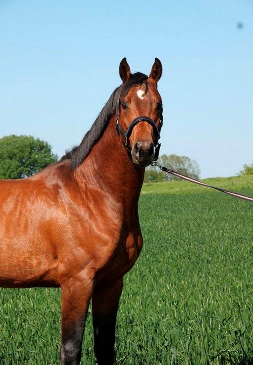 Dansk Varmblod Call me nice billede 3