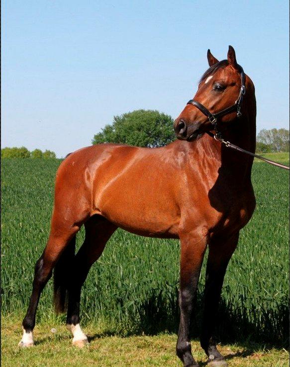 Dansk Varmblod Call me nice billede 1