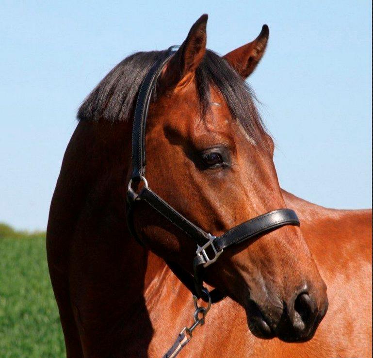 Dansk Varmblod Call me nice billede 4