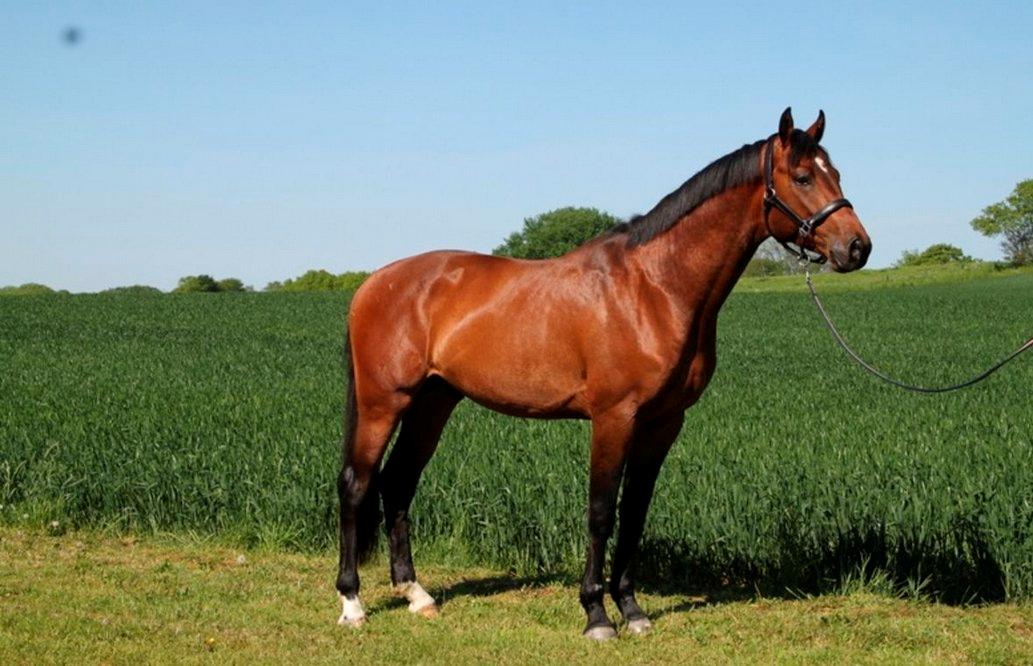 Dansk Varmblod Call me nice billede 5