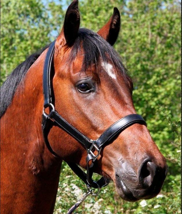 Dansk Varmblod Call me nice billede 2