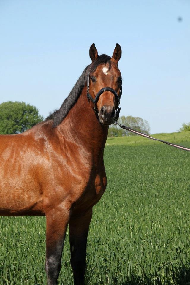 Dansk Varmblod Call me nice billede 6