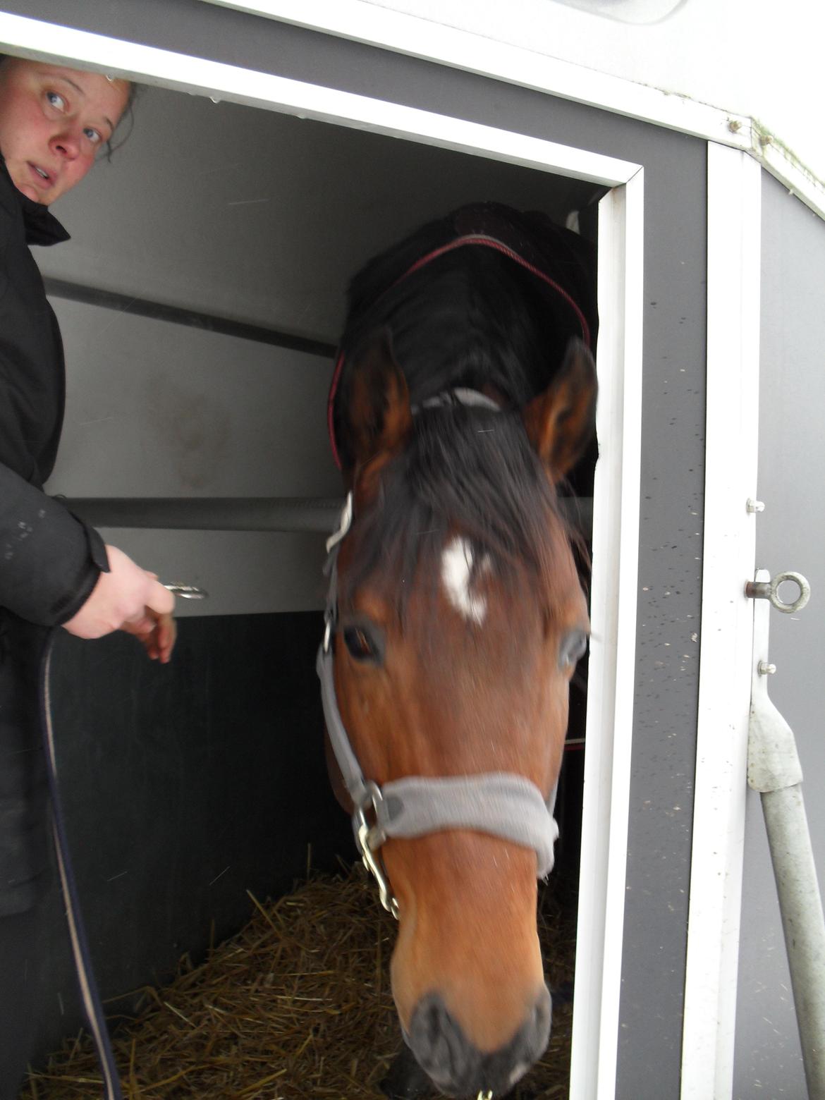 Dansk Varmblod Call me nice billede 7