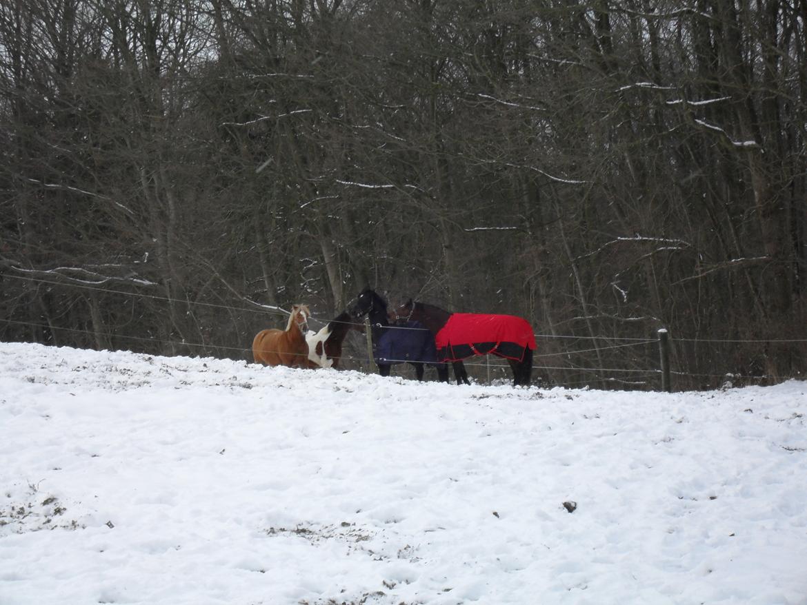 Dansk Varmblod Call me nice billede 9