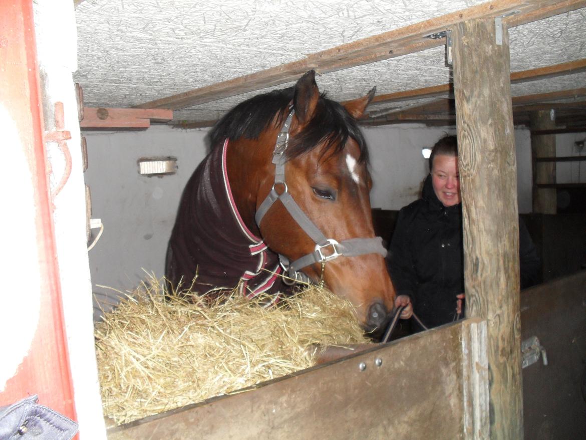 Dansk Varmblod Call me nice billede 8