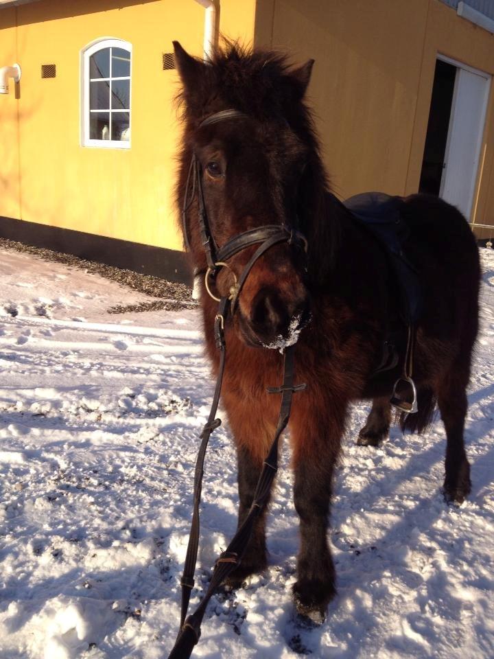 Islænder FREJA FRA TROLDBJERG (Freiski, Frejsen) - Snart tur, med sne på mulen :-) Freja fra Troldbjerg billede 14