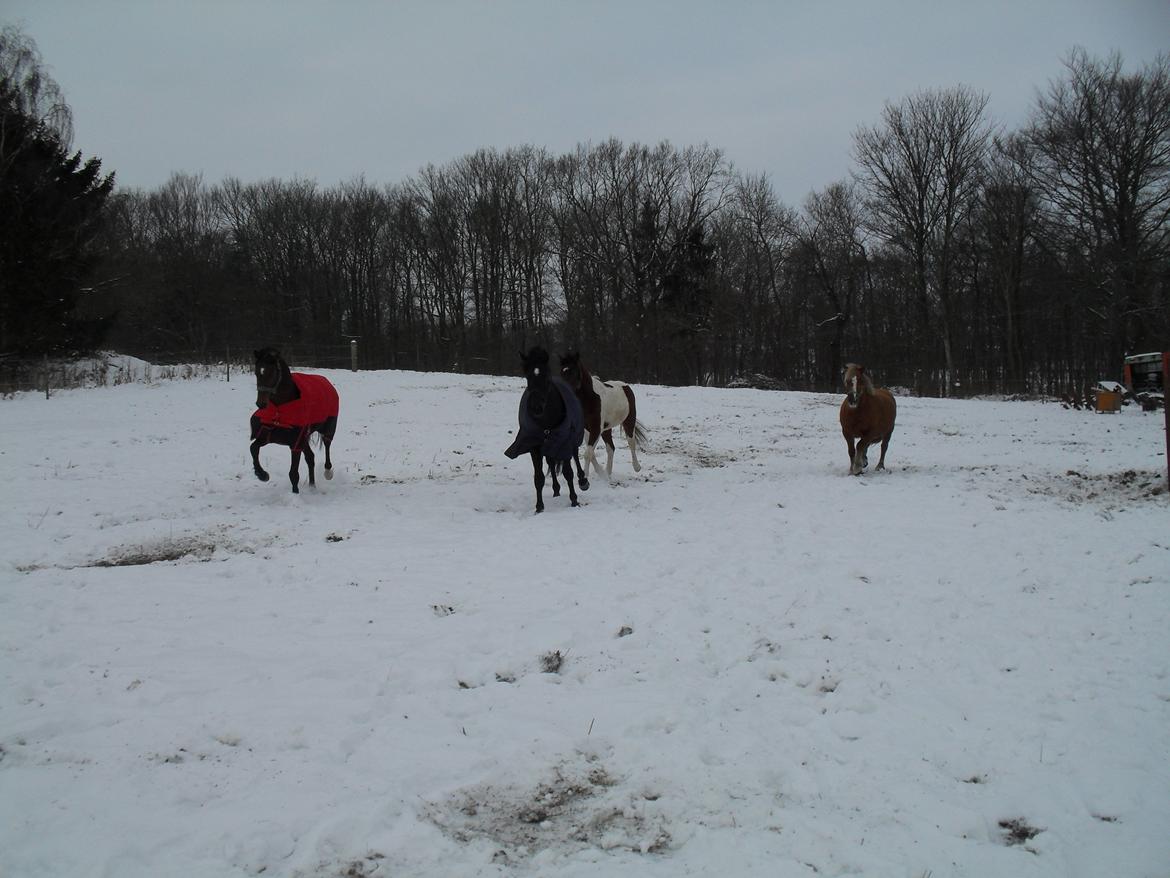 Dansk Varmblod Call me nice billede 10