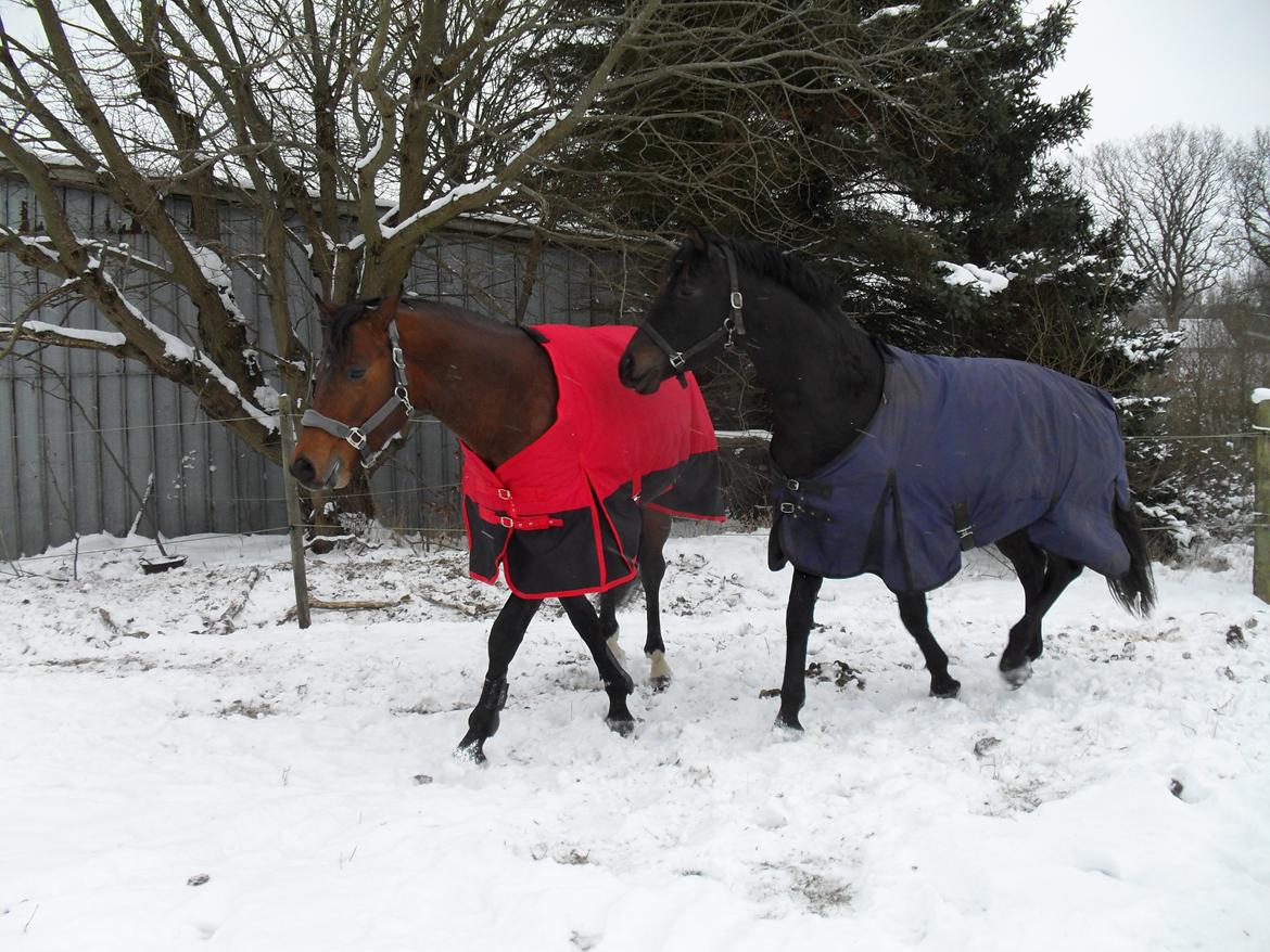 Dansk Varmblod Call me nice billede 11