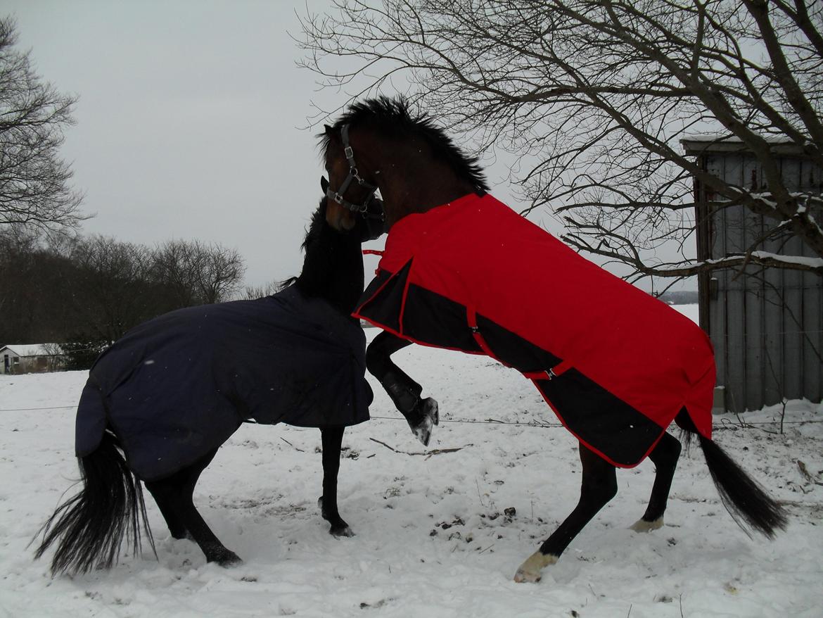 Dansk Varmblod Call me nice billede 12